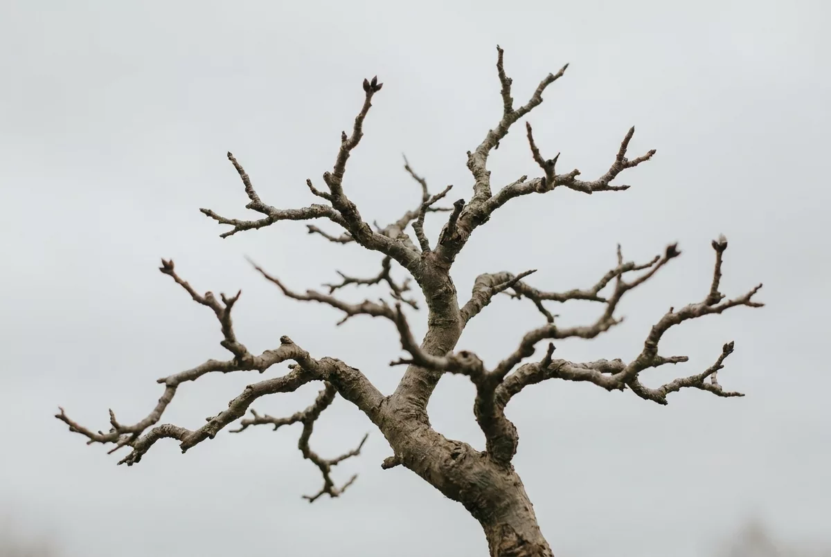 Junger Baum mit mehreren in verschiedene Richtungen wachsenden Aesten