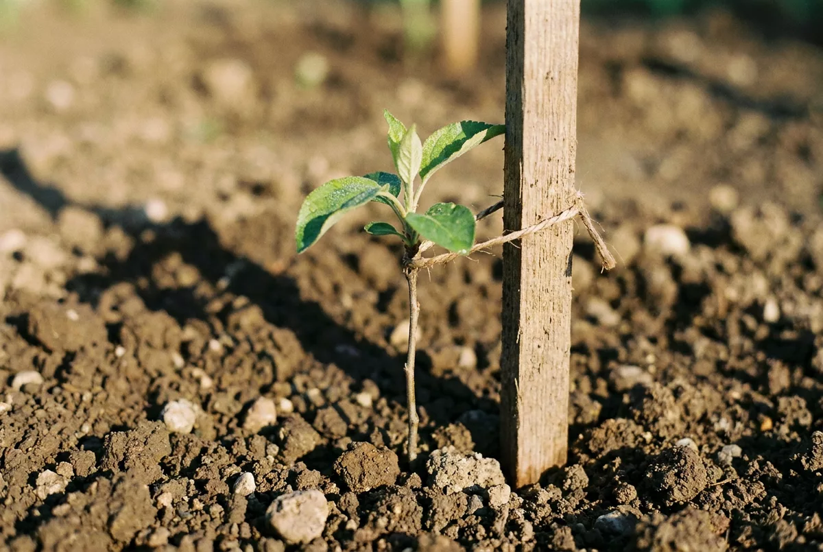 Junger Baum mit Stuetzstab in Gartenerde